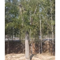 供应30-50公分合欢