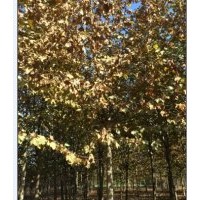 供应10-20公分法桐