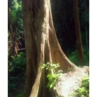 野生大朴树的直径1.5-1.8米