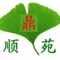 供应各种规格银杏，量大