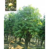 供应地径3、4、5、6公分香泡