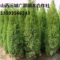 侧柏出售、3米以上大量侧柏低价供应