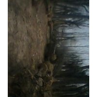 供应紫叶李、国槐、法桐、白蜡