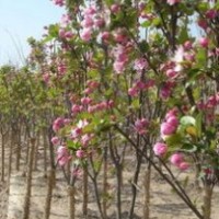 西府海棠出售、2公分以上西府海棠低价供应