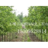 宁夏出售银杏树