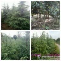 雪松广玉兰白玉兰红叶石楠女贞