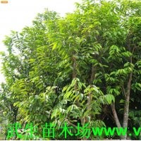 大叶紫薇树 武新苗木基地