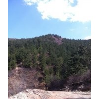 本人出售4米-8米不同规格油松苗木