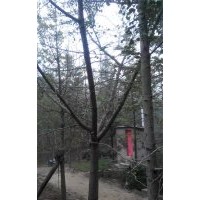 长期供应16公分银杏嫁接树