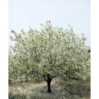 18公分八棱海棠树