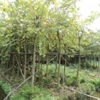 红花紫荆6-12分袋苗（130元-400元）