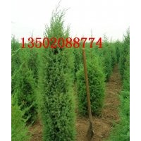 北京桧柏 桧柏 北京侩柏 刺柏 圆柏 塔柏