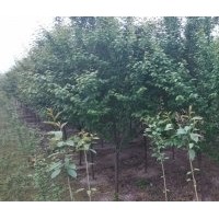 四川精品樱花|四川红花樱花|精品晚樱批发