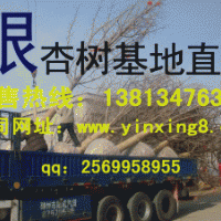 20公分银杏树价格 银杏树价格表 秀景银杏