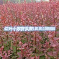 红叶小檗苗四季长红的红叶小檗工程苗江苏红叶小檗小苗价格