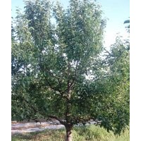 15-18公分京红海棠树