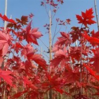 美国改良红枫（秋火焰）红枫基地 红枫种植技术 红枫小苗