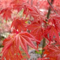 中国红枫 红枫养护 红枫嫁接 供应红枫 红枫苗销售 红枫扦插