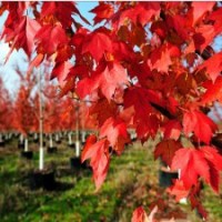 美国改良红枫（夕阳红枫） 野生红枫 红枫能长多高 红枫大树 红枫