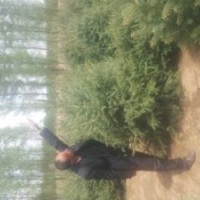 旱柳旱柳 樟子松樟子松 铺地柏铺地柏等出售