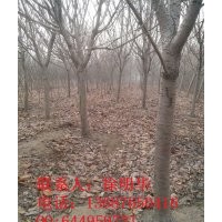 2014山东樱花报价|樱花苗木直销