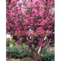 乌桕苗木价格，乌桕价格