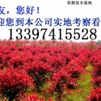 品种有：桂花、广玉兰、罗汉松、香樟、红叶石楠、茶花、茶梅、红