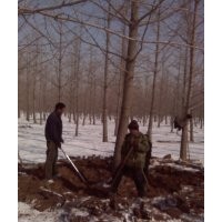 银杏苗木 基地直销