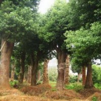 湖南香樟树苗木价格香樟价格移植苗木价格