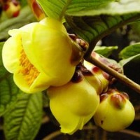 【四季金花茶】 珍贵品种 一级保护植物 品种保证 植物中的大熊猫