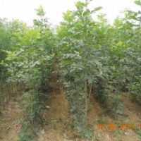 速生白蜡1-6公分预定中