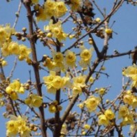 木芙蓉、腊梅、红梅、绿梅、竹柏、雪松、海枣