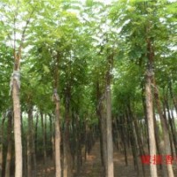 大量供应嫁接香花槐