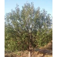 金玉苗木长期供应京红海棠树