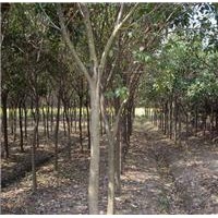 绿化苗木榉树、朴树、香樟、栾树、无患子、乐昌含笑、香泡树、石