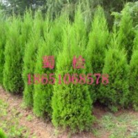 沭阳龙柏园、沭阳卖龙柏、沭阳卖蜀桧、沭阳卖地柏、沭阳卖侧柏