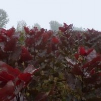 优质品种竹柳苗杨树苗出售