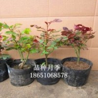 品种月季、树桩月季、丰花月季、红帽月季、曼海姆月季