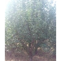 金玉苗木长期供应京红海棠树