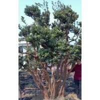 湖南省沅江市赛伟苗木向广大朋友长期大量供应各种规格茶花。