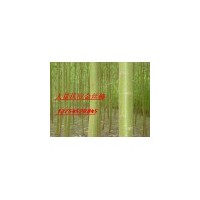 竹柳，旱柳，黄柳，金丝垂柳，垂柳，