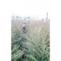 超低价处理南方红豆杉两年苗