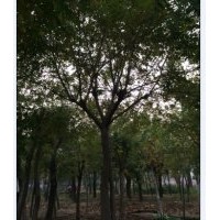 哪里有国槐，山东国槐