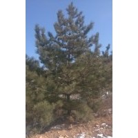 专供山苗油松2-8米