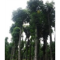 供应移植香樟树湖南香樟树桂花树栾树价格