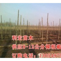 供应山东济宁11公分4.5米裸根定杆法桐价格