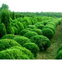 供应红叶石楠小苗、冬青小苗、龙柏小苗