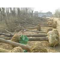 供应各种规格国槐、法桐、合欢、白蜡