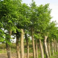 大量供应1公分、2公分、3公分朴树苗