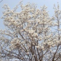 黄金槐、白玉兰、国槐、白皮松等